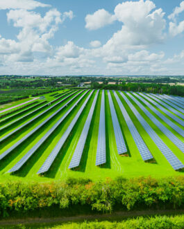 Field Solar panels